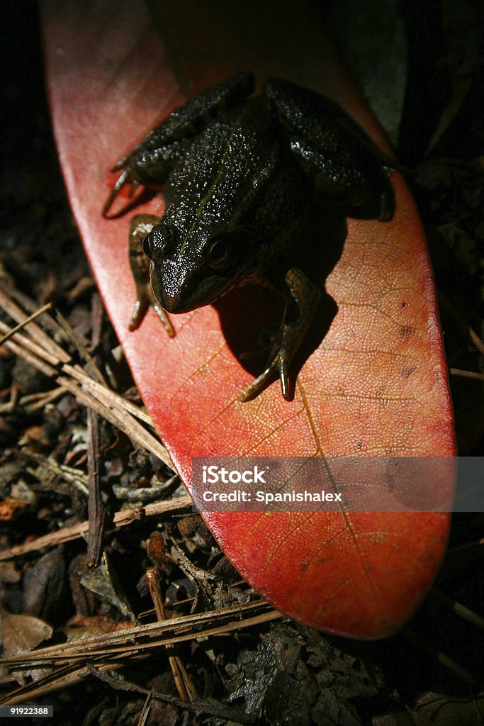 Лесная лягушка - Стоковые фото Амфибия роялти-фри