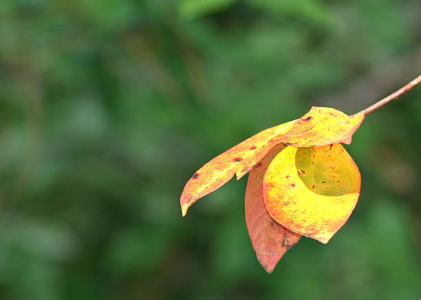 istock Autumn Leaves Changing Colors 91922506