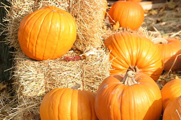 istock Pumpkins on Hay Bales New England autumn 91922850