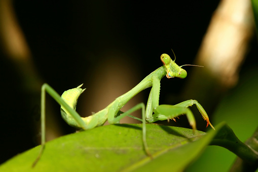 A Praying Mantis with blurred background.