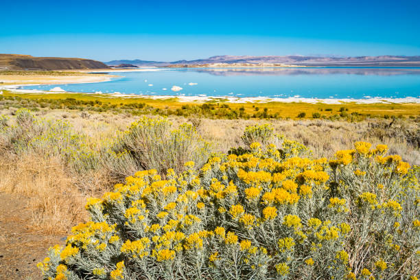 istock Mono Lake California USA 919237658