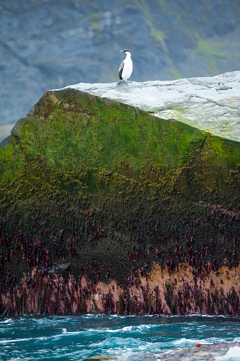 A bird stands on the mountain of the South Georgia Island Glacier