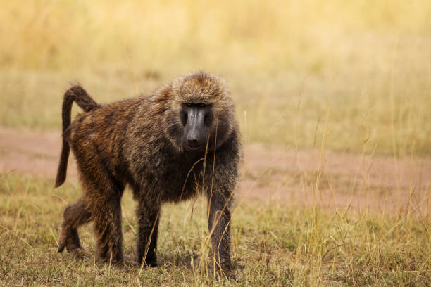 istock Adult Olive baboon foraging in arid grassland 919288302