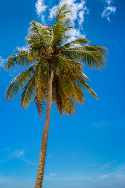 istock palm in the caribbean 919290412