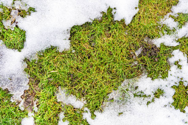 istock texture in the  close-up snow on the grass 919296962