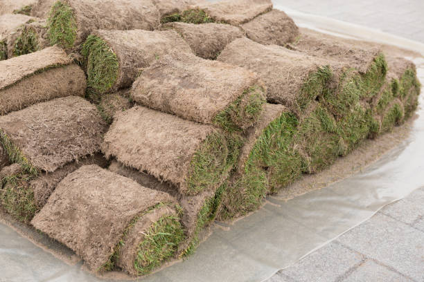 istock a stack of grassy turf in rolls, grass roll, ready for use in horticulture or landscaping 919297192