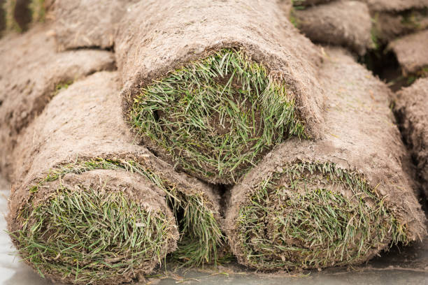 istock a stack of grassy turf in rolls, grass roll, ready for use in horticulture or landscaping 919297258