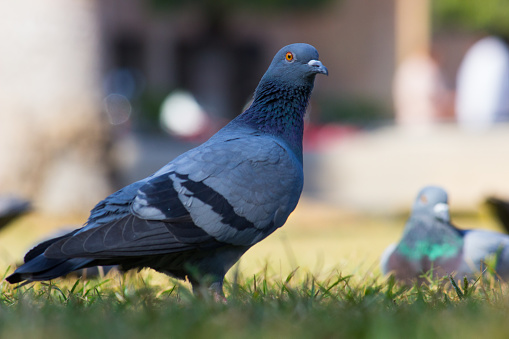 Pigeons and doves constitute the bird family Columbidae and the order Columbiformes, which includes about 42 genera and 310 species. The related word \
