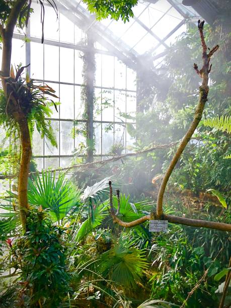 istock inside a greenhouse with tropic plants 919300786