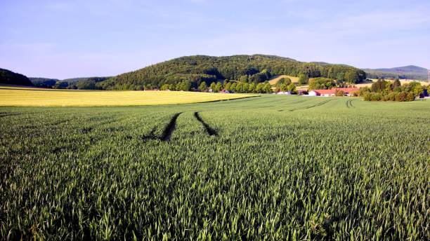 istock vehicle tracks on a corn field at sunset 919300892