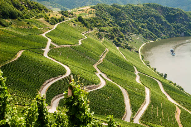 Winding roads Winding roads lead through vineyards on Lake Constance. bodensee stock pictures, royalty-free photos & images