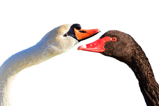 istock white and black swans isolated on a white background 919303360