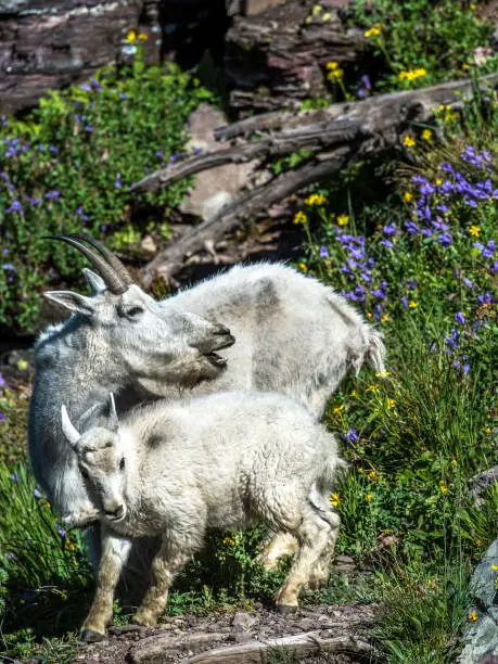A mountain goat mother and kid near Logan Pass in Glacier National Park, Montana