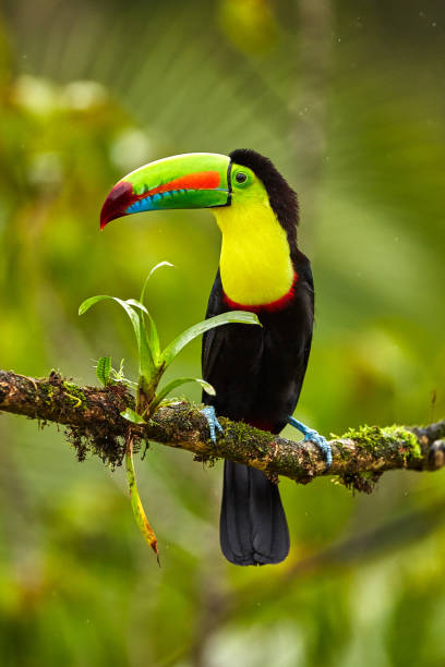 Portrait of Keel-billed Toucan (Ramphastus sulfuratus) perched on branch at Tropical Reserve. In Costa Rica. Wildlife bird stock photo