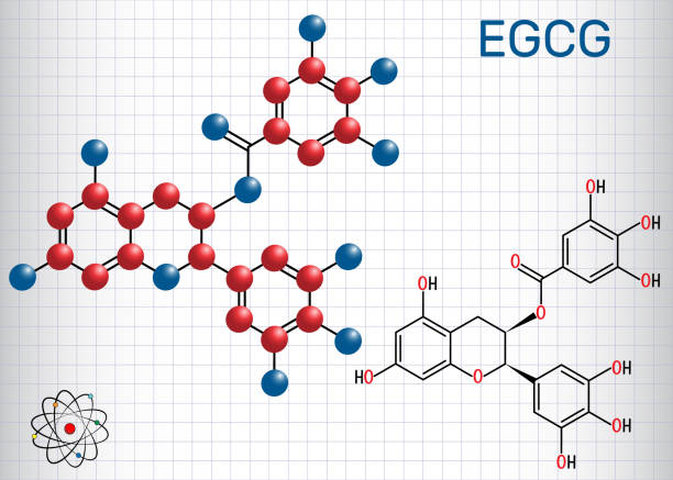 초콜릿 gallate (egcg), 차에서 가장 풍부한 카 테 킨 이다. 구조 화학 공식 및 분자 모델입니다. 종이 한 장에 - anticancer stock illustrations