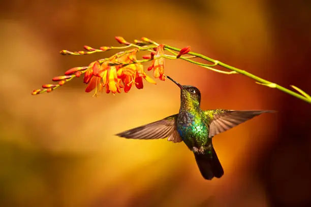 Photo of Fiery-throated Hummingbird, Panterpe insignis, shiny colour bird in fly. Bird drinks from crocosmia. Wildlife flight action scene from tropic forest. Mountain bright animal from Costa Rica