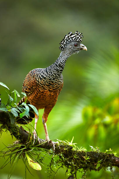 Isolated on blurred background, bird from rainforest, Great curassow, Crax rubra. Female with erected crest. Boca Tapada rainforest area, Costa Rica, Central America.