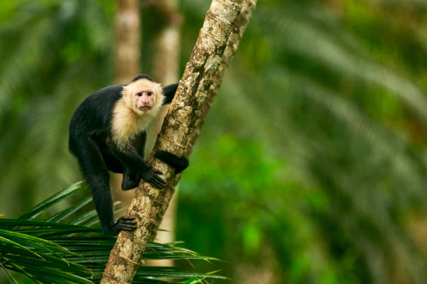 White-headed Capuchin, black monkey sitting on tree branch in the dark tropic forest. Wildlife Costa Rica. White-headed Capuchin, black monkey sitting on tree branch in the dark tropic forest. Wildlife Costa Rica. capuchin monkey stock pictures, royalty-free photos & images