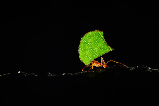 Atta ants, Leafcutter Ants, Costa Rica, macro of a red leafcutter ant stock photo