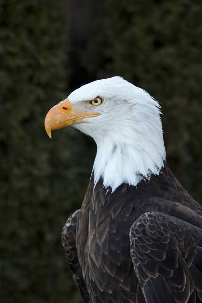 istock Portrait of an adult bald eagle 919310264