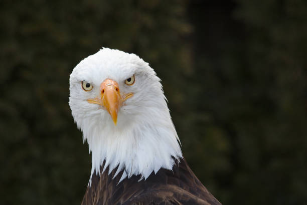 Frontal portrait of an adult bald eagle stock photo