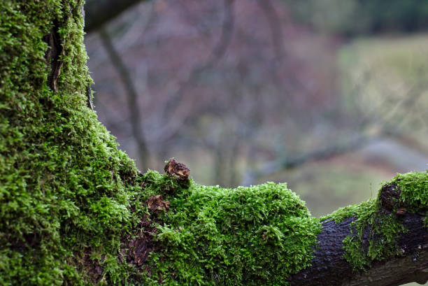 Tree trunk and branch overgrown with lush green moss stock photo