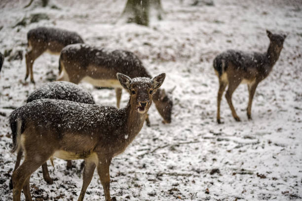 istock A looking fawn in front of small herd 919323418