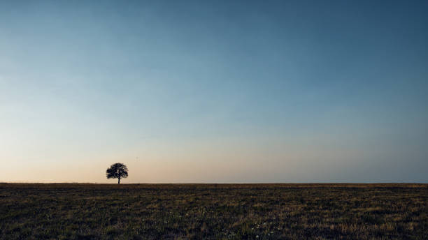 Alone tree on the meadow. Alone tree captured on the meadow at mountain Rajac, Serbia.