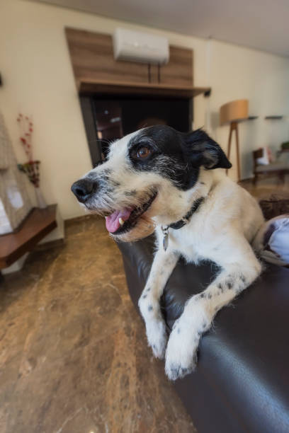 istock Dog at home curious from the sofa 919341222