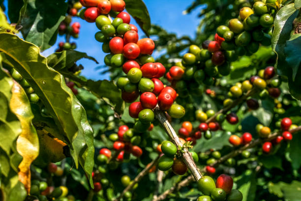 granos de café en café árbol - coffee plant fotografías e imágenes de stock