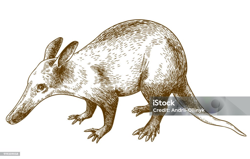 engraving drawing illustration of aardvark Vector antique engraving drawing illustration of aardvark isolated on white background Aardvark stock vector