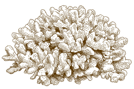 Vector antique engraving drawing illustration of pocillopora coral isolated on white background