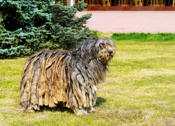The Bergamasco Shepherd stands on the green grass in the park.