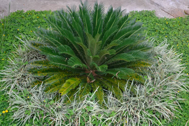 istock Cycas revoluta (sago cycad, japanese sago palm) 919374628