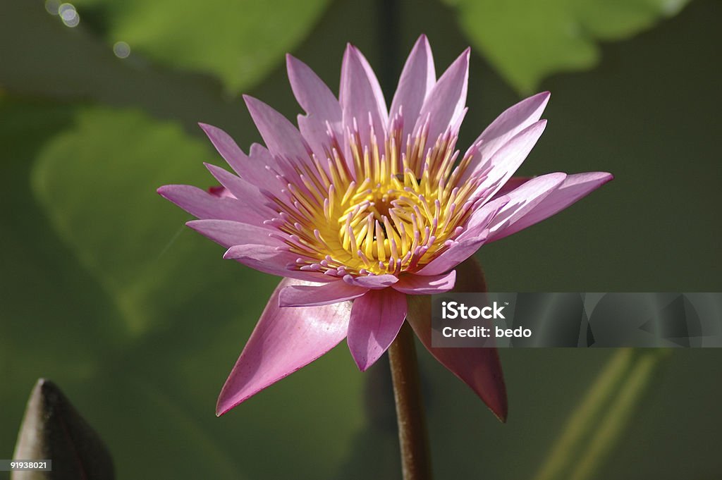 lotus rose - Photo de Animaux à l'état sauvage libre de droits