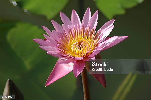 Photo libre de droit de Lotus Rose banque d'images et plus d'images libres de droit de Animaux à l'état sauvage - Animaux à l'état sauvage, Asiatique de l'Est et du Sud-Est, Asie