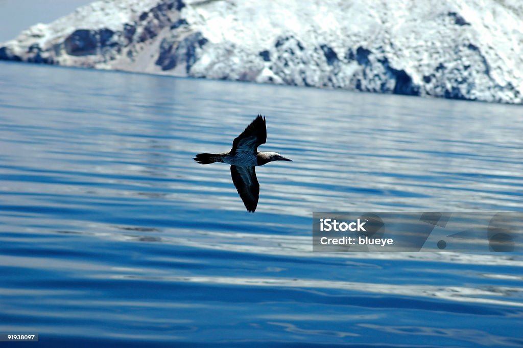 Marrón antiguo gaviota boba - Foto de stock de Agua libre de derechos