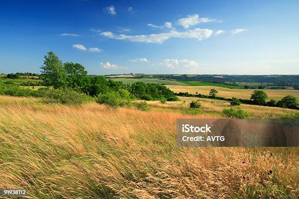 Paisaje De Verano Foto de stock y más banco de imágenes de Agricultura - Agricultura, Aire libre, Arbusto