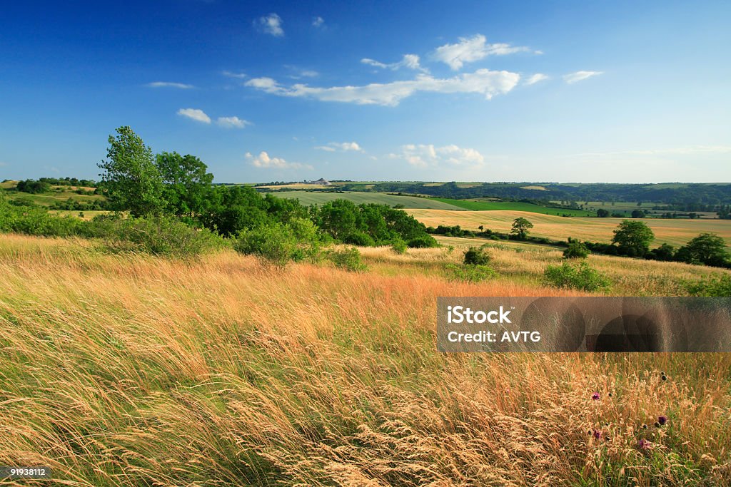 Paesaggio estivo - Foto stock royalty-free di Agricoltura