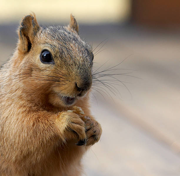Squirrel Eating Walnut stock photo