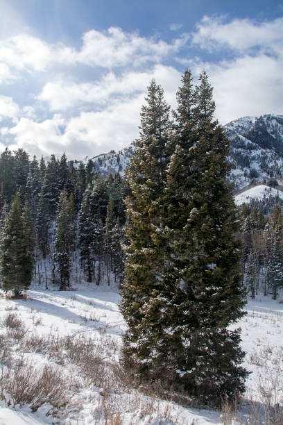 istock snow capped mountains in utah winter 919384862