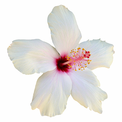 Elegant White Hibiscus Flower: Pure Botanical Beauty