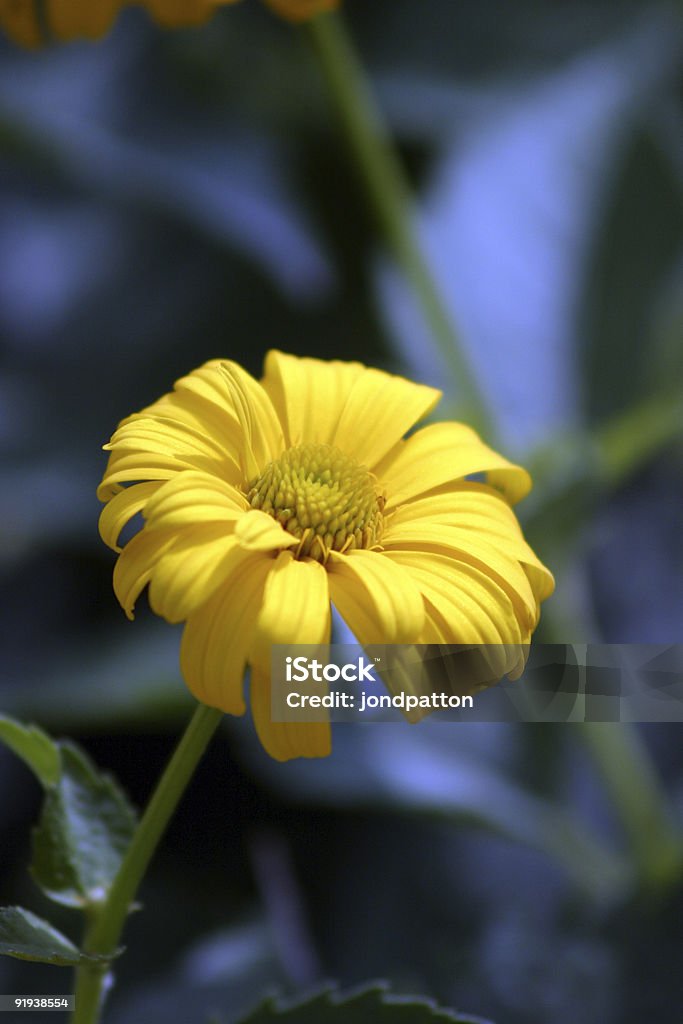 Flower  Beauty Stock Photo