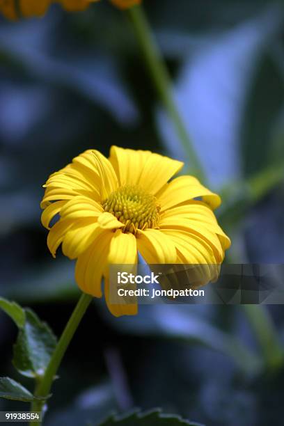 Flower Stock Photo - Download Image Now - Beauty, Blossom, Botany