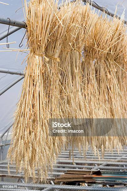 Weizen Bunches In Sonnigen Greenhouse Stockfoto und mehr Bilder von Ausgedörrt - Ausgedörrt, Blumenbouqet, Blumenstrauß