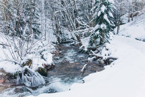istock Winter landscape in the forest 919387818