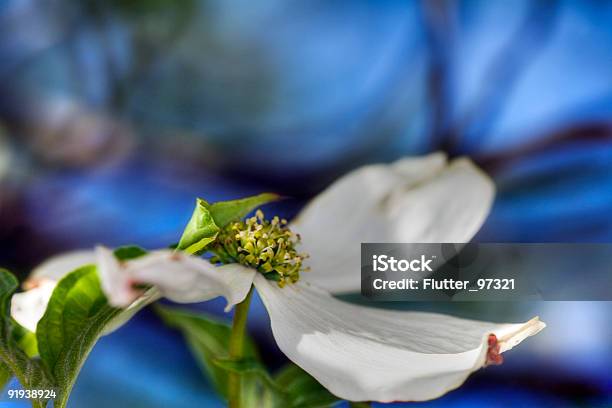 Foto de Cornus Sapphire Blues e mais fotos de stock de Azul - Azul, Beleza natural - Natureza, Cabeça da flor