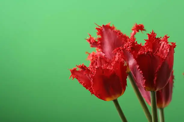 Photo of Tulips on green