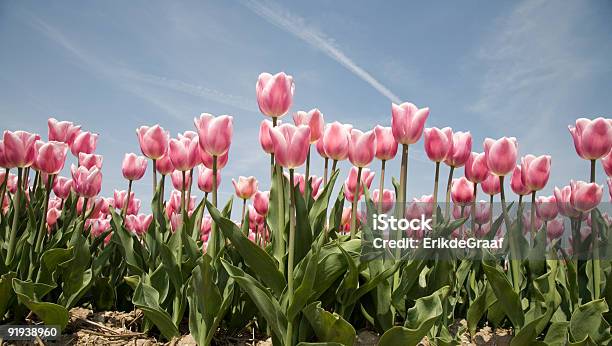 Campo De Tulipa 19 - Fotografias de stock e mais imagens de Cumprimentar - Cumprimentar, Países Baixos, Ao Ar Livre