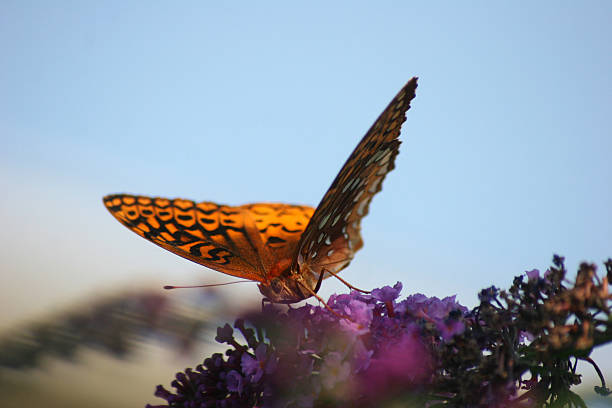 Orange Butterfly stock photo